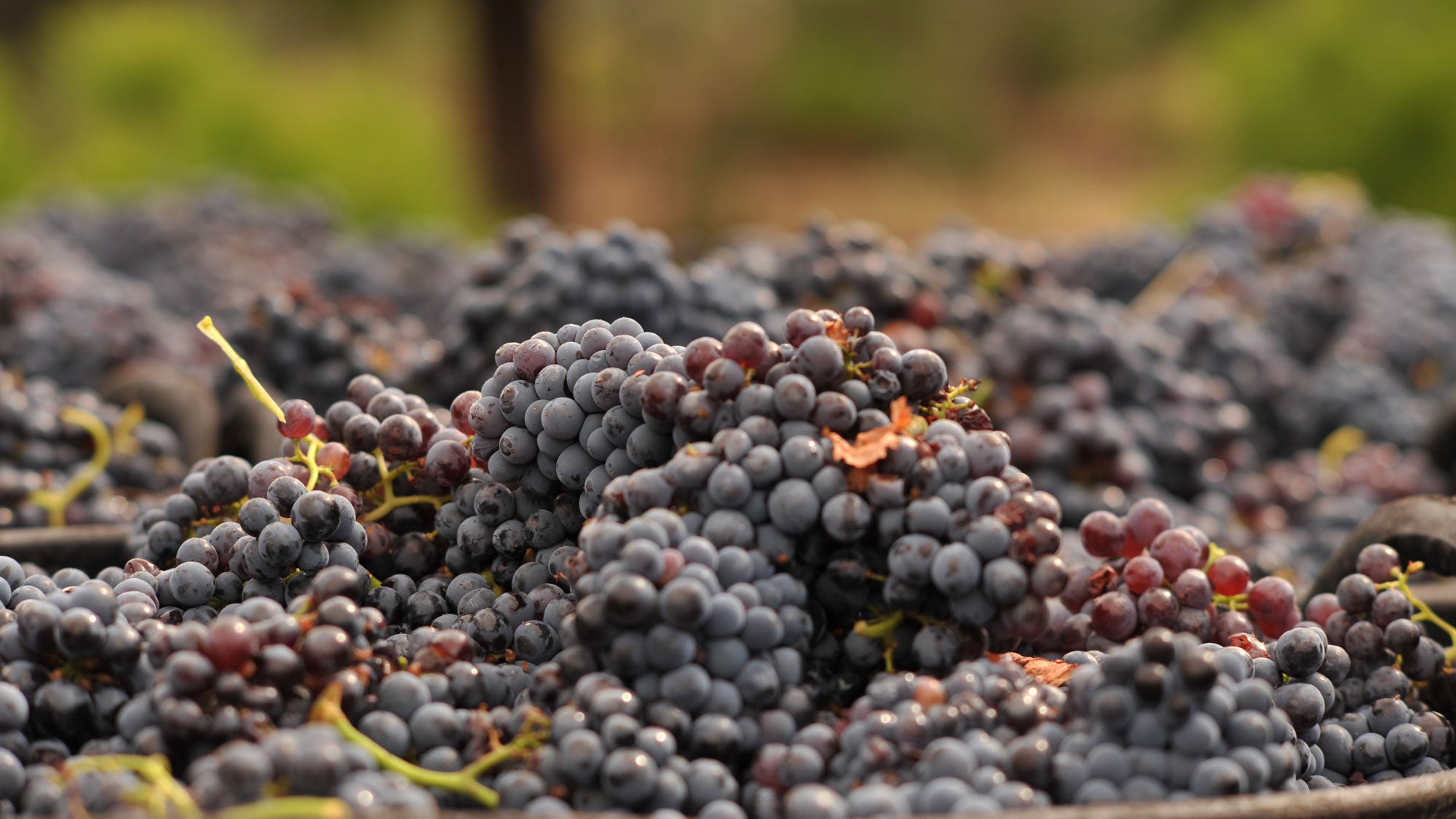 Garnacha grapes recently harvested