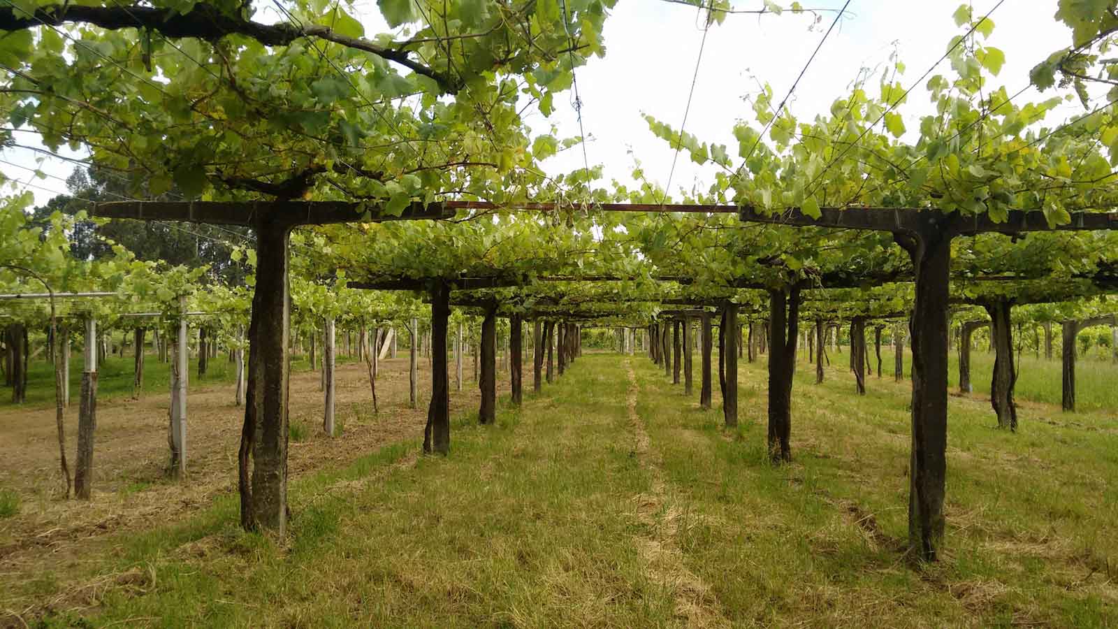 Albariño vines tied up on pergolas in the Spanish wine region of Rías Baixas