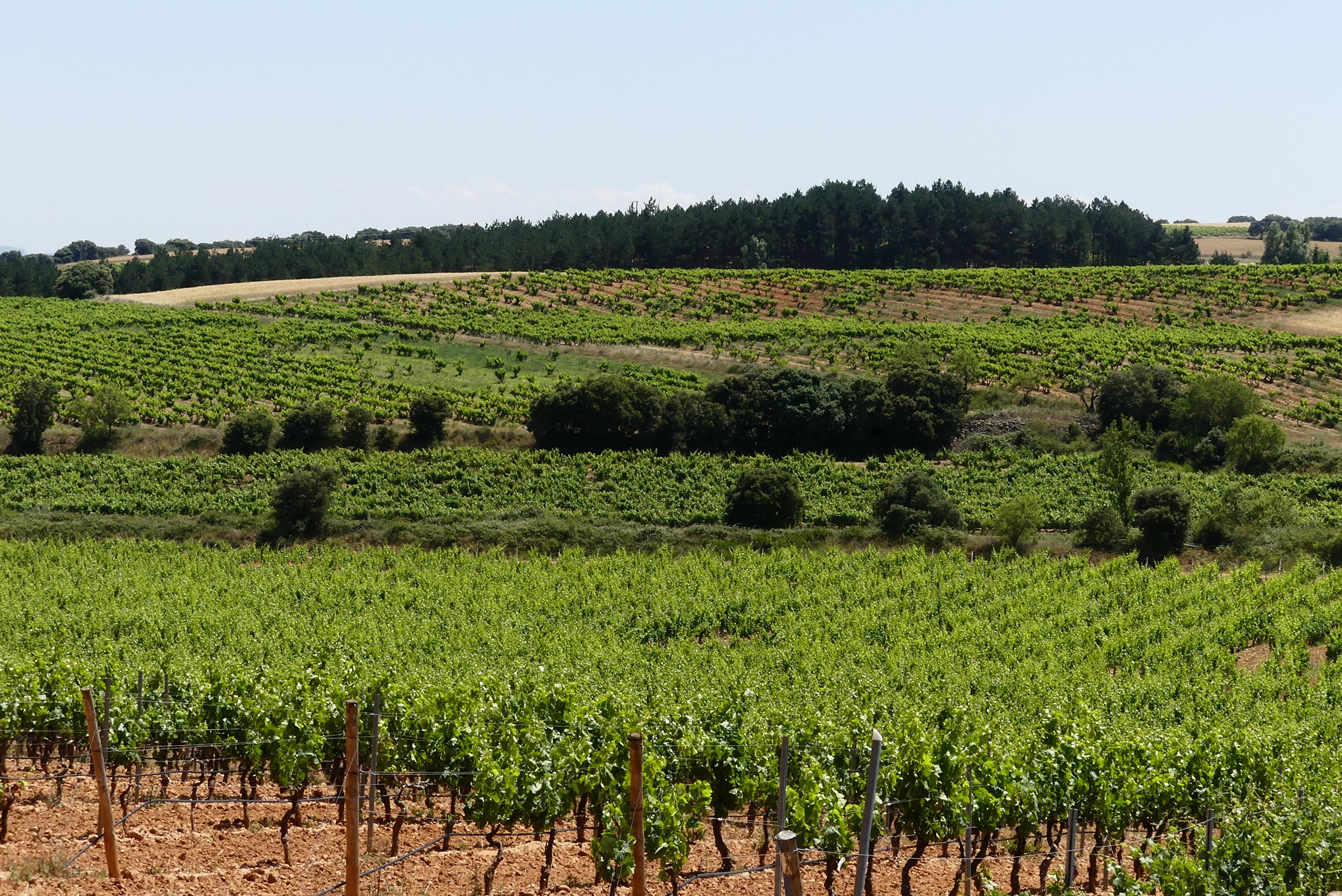 A vineuyard in Rioja