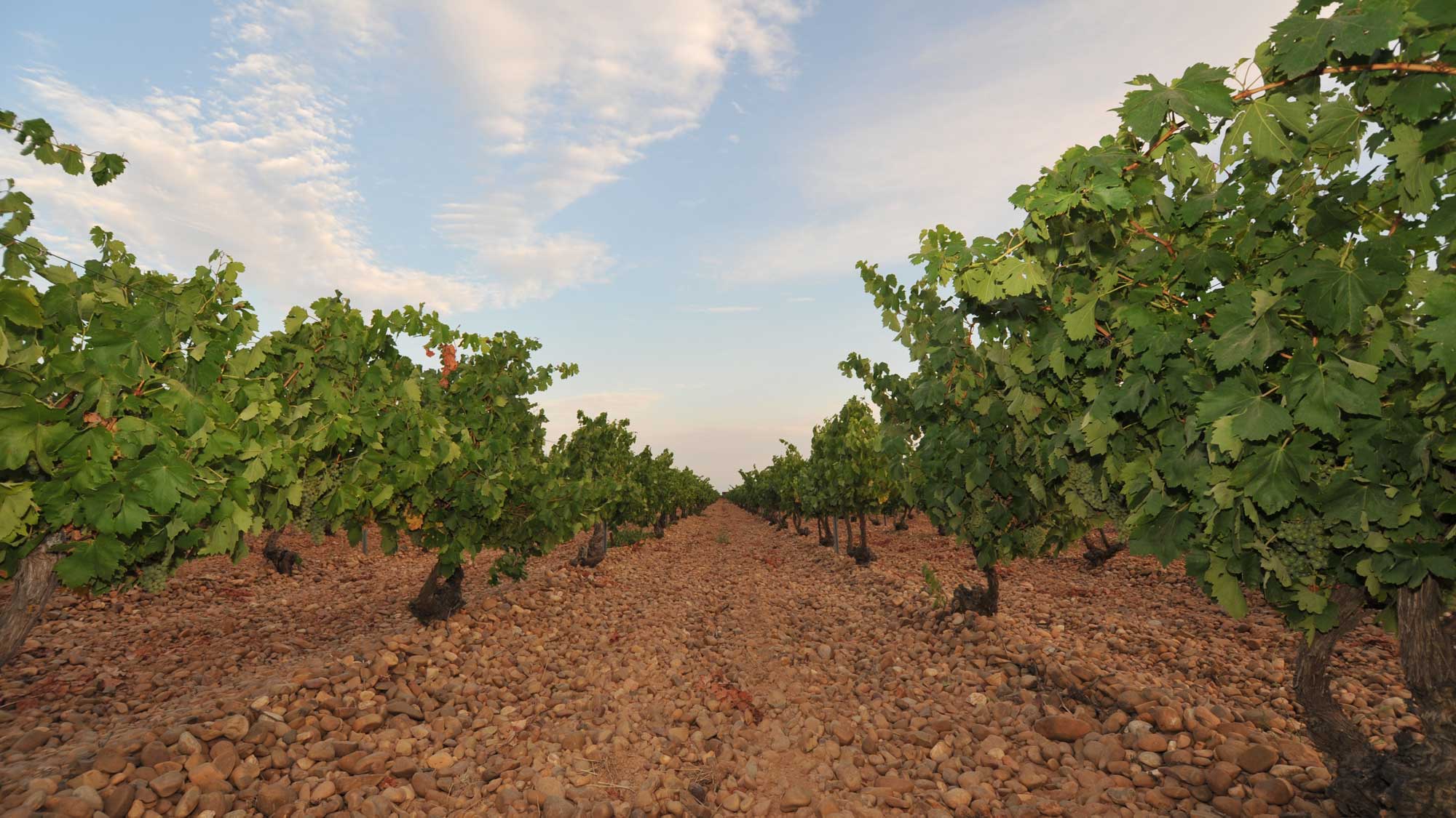 Spanish_wine_producing_region_Rueda