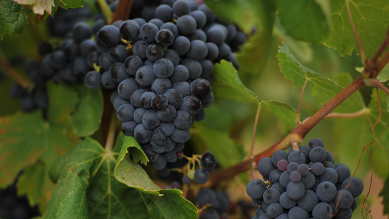 Red grapes on a vine