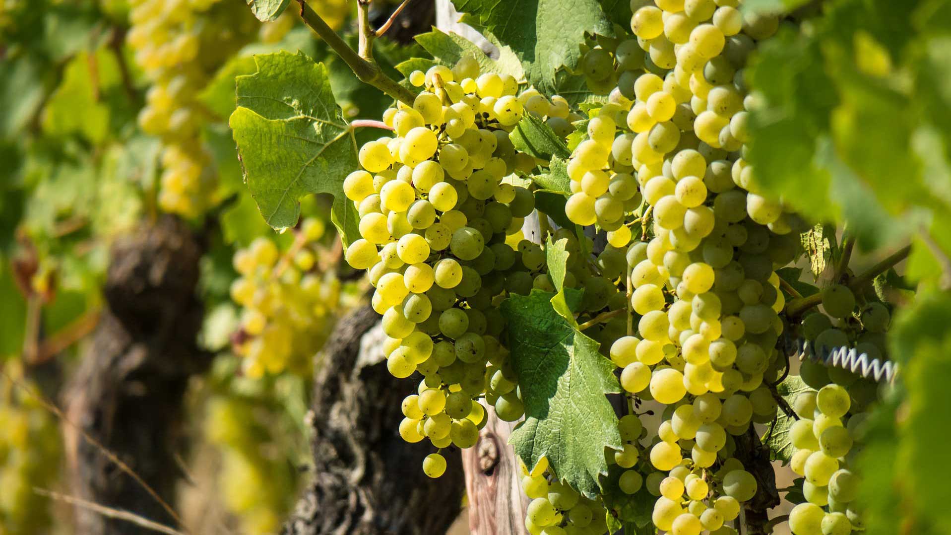 white-grapes-on-vine
