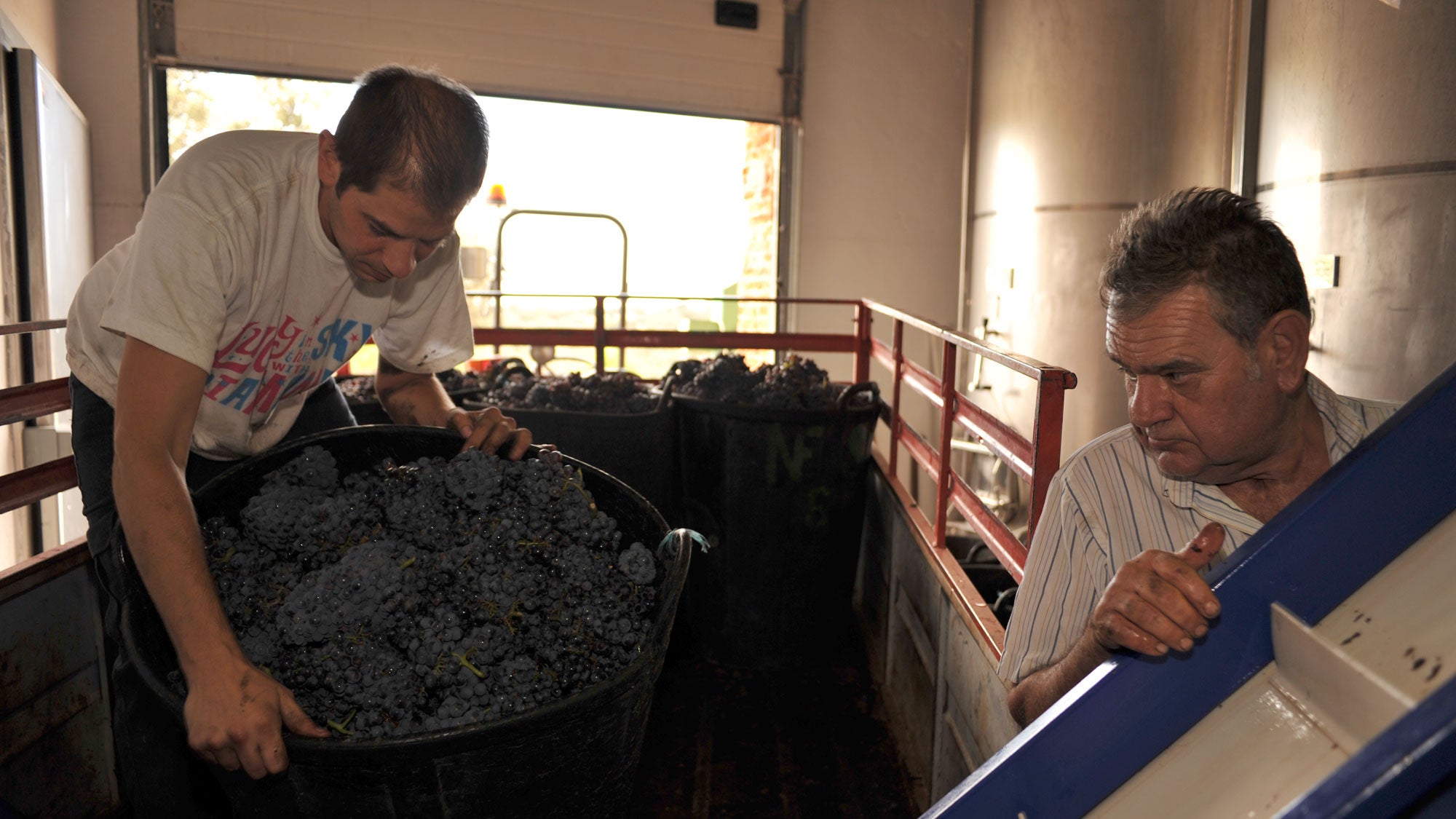 Harvesting grapes at a Spanish winery