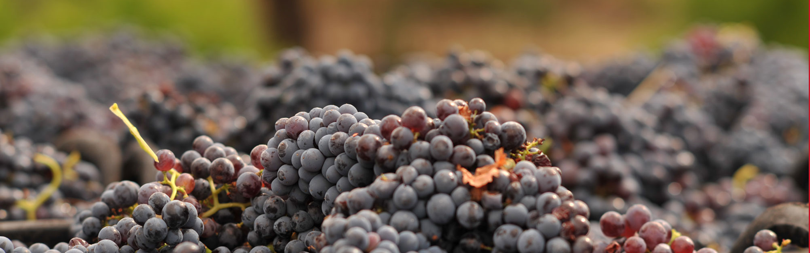 Spanish wine grapes: Monastrell