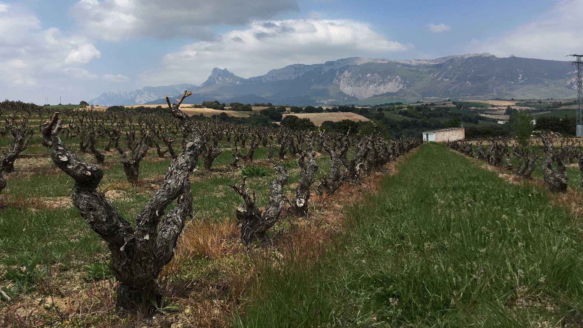 Vineyard in Rioja Alavesa